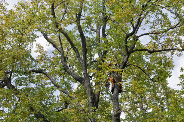 Best Tree Removal  in Titusville, FL